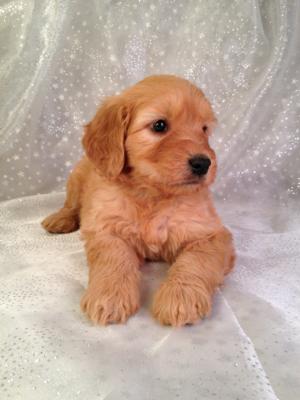Have you been looking for Goldendoodle Puppies for sale in Illinois, Wisconsin, Iowa or Minnesota?  Purebredpups is located close enough to drive and meet the Puppies!  Professional Breeder of Goldendoodles for over 20 years!